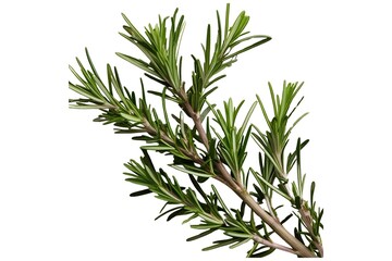 Fototapeta premium rosemary isolated on transparent background