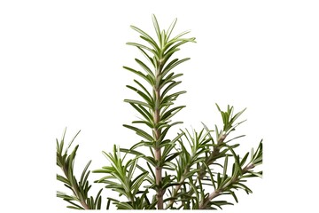 Fototapeta premium rosemary isolated on transparent background