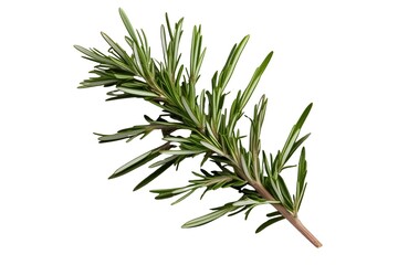 Fototapeta premium rosemary isolated on transparent background