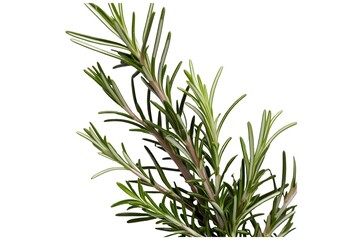 Fototapeta premium rosemary isolated on transparent background