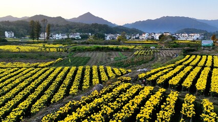 Rape flower pastoral aerial photography
