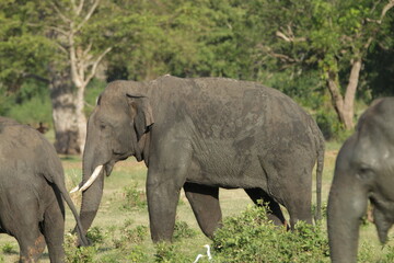Sri Lankan Elephants and Tuskers in Kalawewa, Sri Lanka