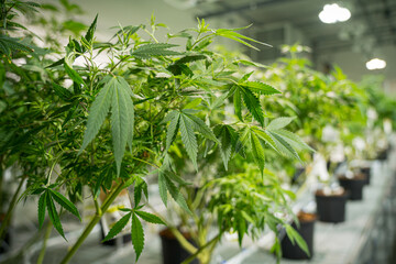 Row of marijuana plants are growing in a greenhouse