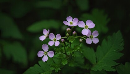 Closeup of a beautiful violet flower
1