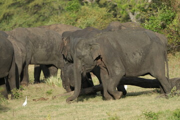 Sri Lankan Elephants and Tuskers in Kalawewa, Sri Lanka