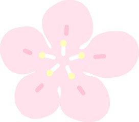 Cherry blossoms and flower