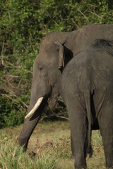 Obraz premium Sri Lankan Elephants and Tuskers in Kalawewa, Sri Lanka