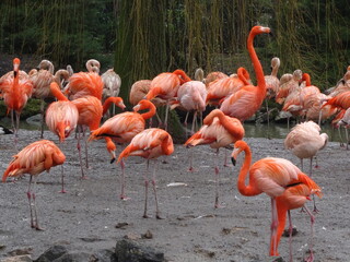 flock of pink flamingos in the zoo