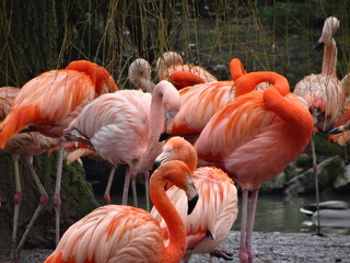 group of pink flamingos