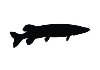 Pike silhouette. This image shows a pike fish, also known as northern pike or Esox lucius, with a streamlined body and sharp fins. Vector clipart black illustration design.