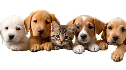 Adorable Puppy and Kitten Group: Four cute puppies and a playful kitten pose together, showcasing their irresistible charm.
