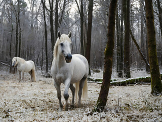 Obraz premium white horse in winter