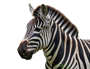 Fototapeta premium zebra isolated close up