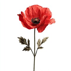 Single vibrant poppy