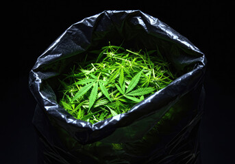 A close-up view of a black trash bag filled with vibrant green cannabis leaves against a dark background