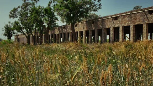 Rustic stone structure beside a field of dry grass in Chakwal, Pakistan, revealing rural history