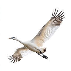 Obraz premium Crane in flight against white