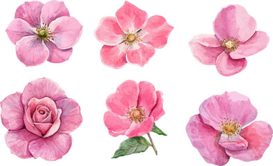 pink flowers isolated on white