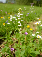 Fototapeta premium Blooming pennycress plant in farm field with spring flowers