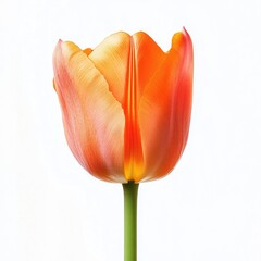 Single Orange-Peach Tulip