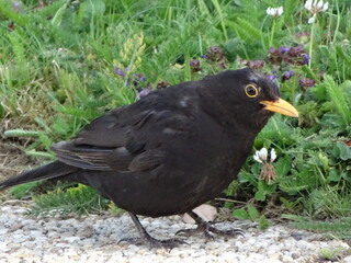 Close-up of a blackbird with grass in the background - Gros plan sur un merle noir avec de la pelouse en arrière plan