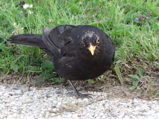 Close-up of a blackbird with grass in the background - Gros plan sur un merle noir avec de la pelouse en arrière plan