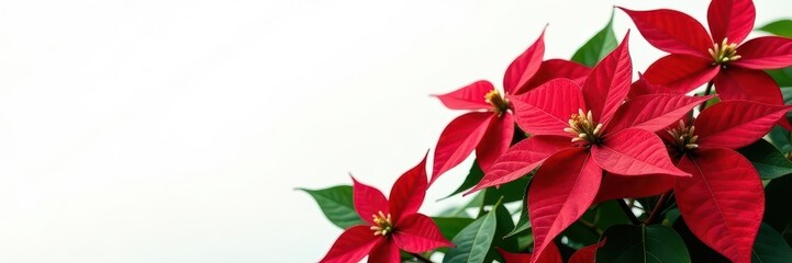Vibrant red poinsettia blooms, lush green foliage, pristine white backdrop , holiday, green leaves, botany