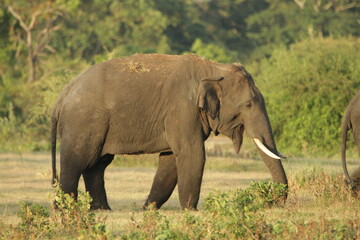 Obraz premium Sri Lankan Elephants and Tuskers in Kalawewa, Sri Lanka 