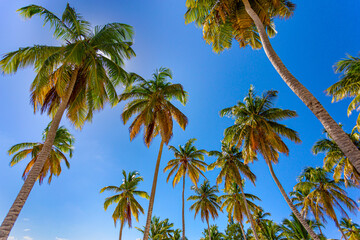 Towering palm trees sway under a brilliant blue sky in this vibrant Caribbean scene. Their lush green fronds stretch toward the sun, casting gentle shadows on the pristine landscape. 