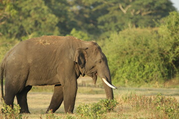 Fototapeta premium Sri Lankan Elephants and Tuskers in Kalawewa, Sri Lanka 