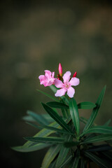 pink flower on black background