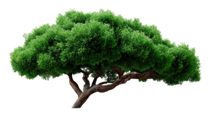 Magnificent Tree: A striking image of a majestic tree, its vibrant green foliage thriving, evoking a sense of enduring life and natural splendor. 