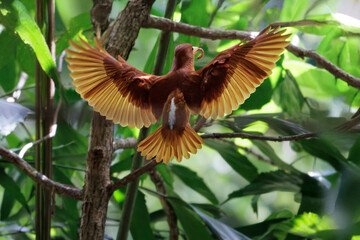 Ruddy kingfisher, Halcyon coromanda, taking off tree branch in nature, bright red bill and equally red legs, rust red body, generally deepening to purple at tail, bird in flight, spreading wings
