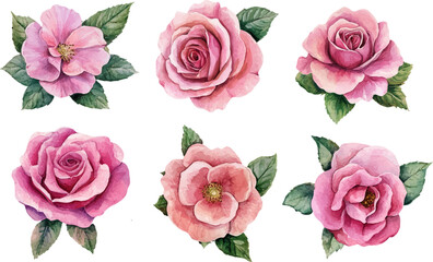 set of pink roses vector