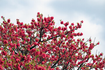 만첩홍도를 중랑천에서
