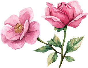 pink rose isolated on white