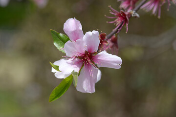 アーモンドの花