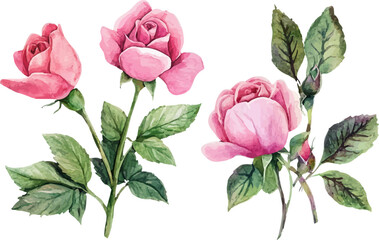 Fototapeta premium bouquet of pink roses