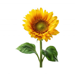 Obraz premium Full Bloom Sunflower Plant Close up yellow petals Transparent Background