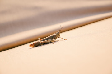 CloseUp Image of a Grasshopper Resting on a Fabric Surface