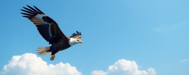 Obraz premium Soaring eagle flying high in clear blue sky with white cloud background, nature, eagle