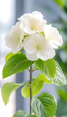 White Hydrangea in Bloom
