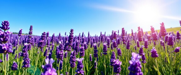 Vibrant purple lavender field bathed in bright sunshine under a clear blue spring sky, flowers, color © Pimchada