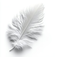 white feather isolated on white background