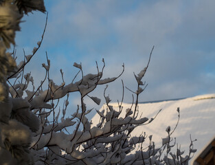 bird on a branch