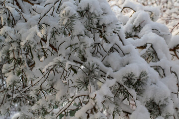 snow covered branches