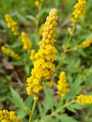 Yellow flowers of Solidago rigida, close-up. stiff goldenrod, stiff-leaved goldenrod.