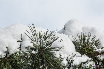 snow covered pine tree
