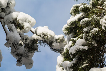 snow covered tree