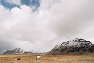 Majestic Landscape with Horses in a Serene Mountain Setting